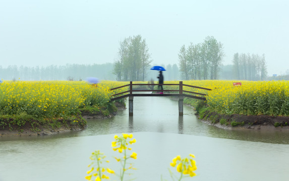 兴化千垛油菜花田