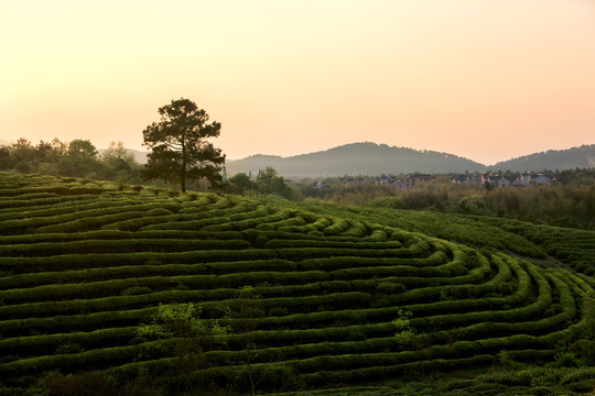 青山茶园