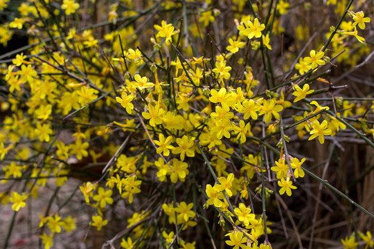 黄色的迎春花