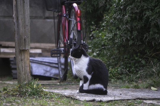 院子里的小花猫