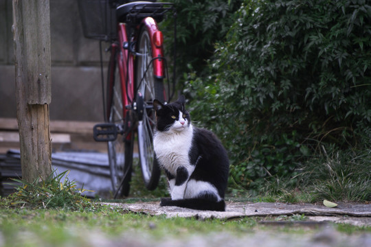 庭院里的小花猫