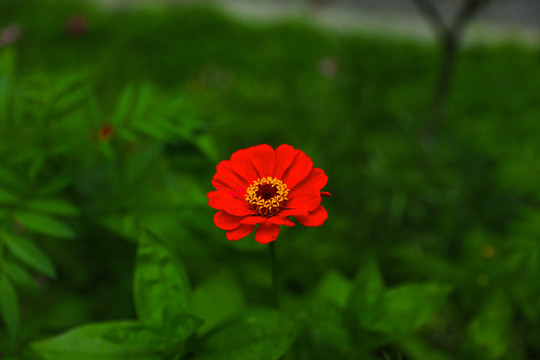 红叶花