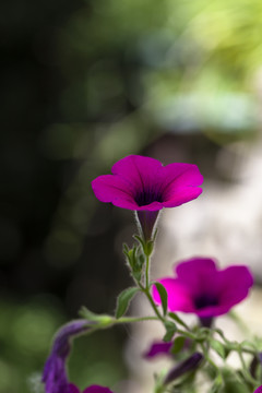 碧冬茄牵牛花植物花卉