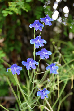 西藏的野花