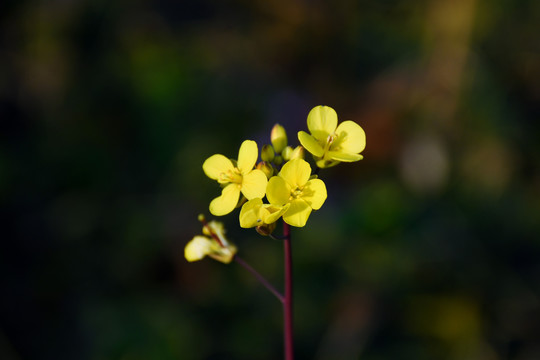 油菜花