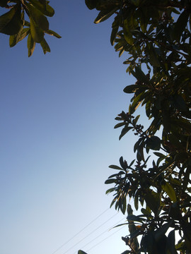 枇杷树的天空