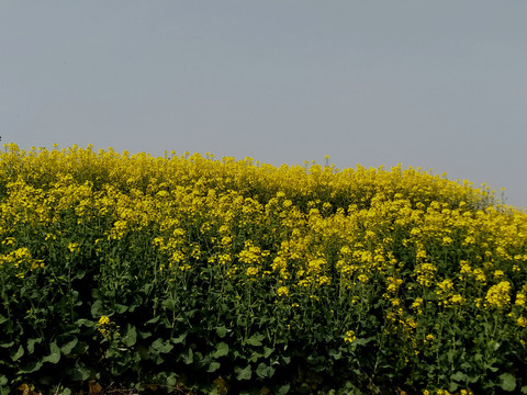 油菜花