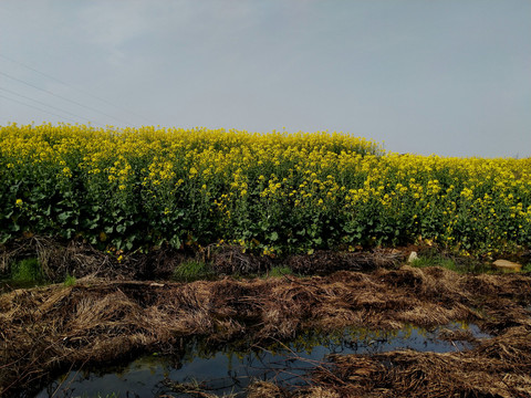 油菜花