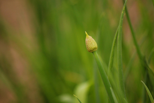 葱花