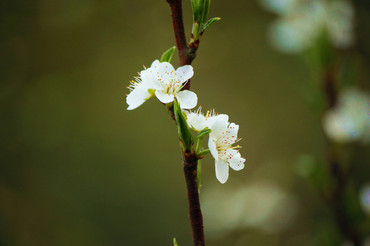 李子花