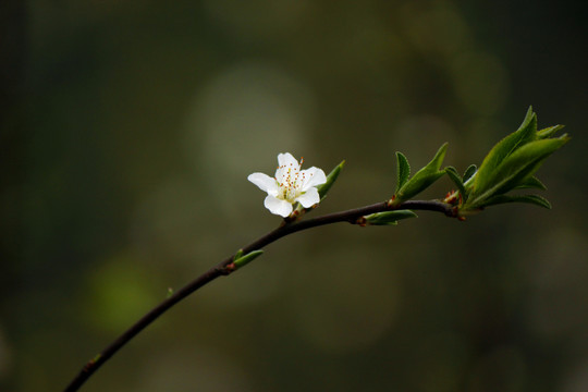 李子花