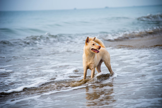 海滩上戏水的黄毛卡罗来纳犬