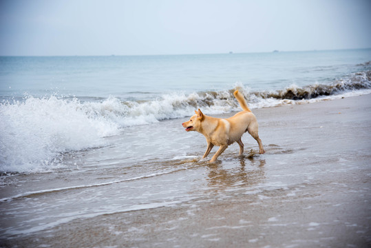 海滩上戏水的黄毛卡罗来纳犬