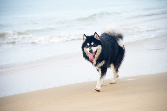 海滩上撒欢的阿拉斯加雪橇犬