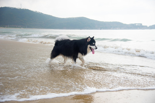 海滩上撒欢的阿拉斯加雪橇犬