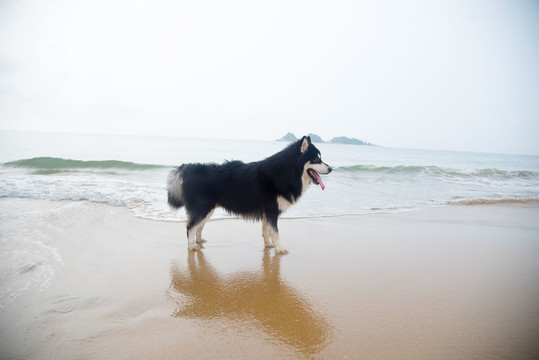 海滩上撒欢的阿拉斯加雪橇犬