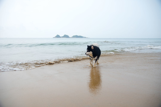 海滩上撒欢的阿拉斯加雪橇犬