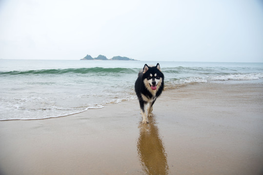 海滩上撒欢的阿拉斯加雪橇犬