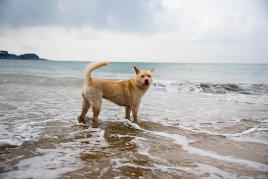 海滩上戏水的黄毛卡罗来纳犬