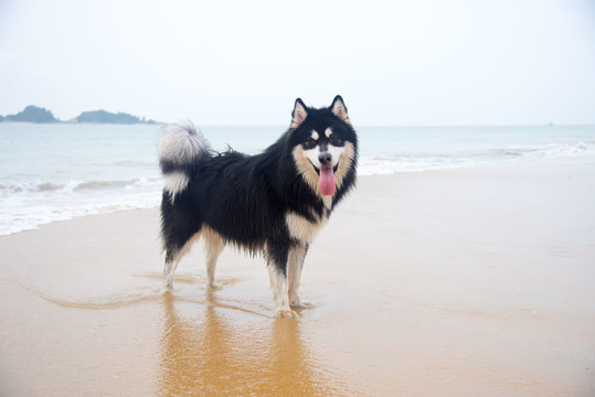 海滩上撒欢的阿拉斯加雪橇犬