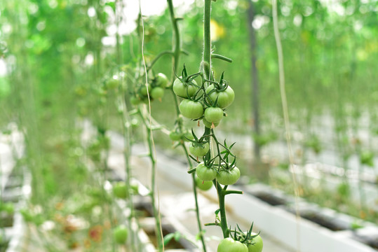 大棚种植西红柿