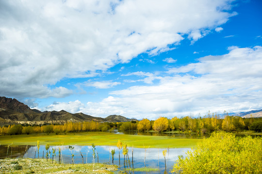 中国青藏高原金色秋天的沼泽湿地