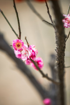 春天里盛开的桃花