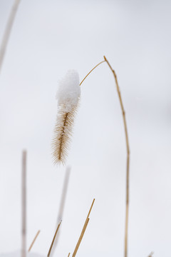 狗尾草
