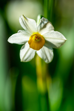水仙花