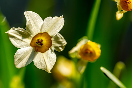 水仙花