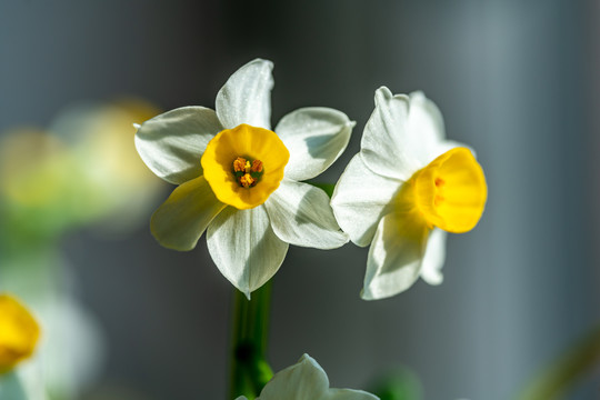 水仙花