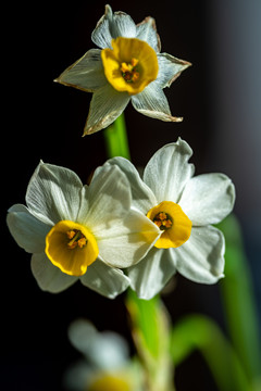 水仙花