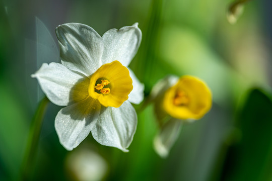 水仙花