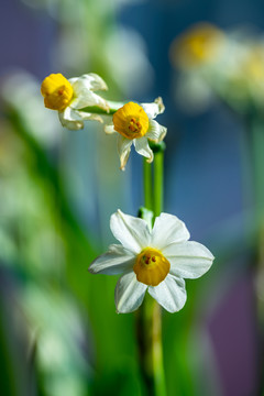 水仙花