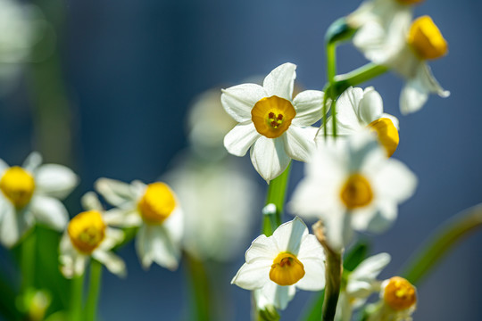 水仙花