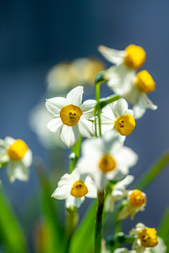 水仙花