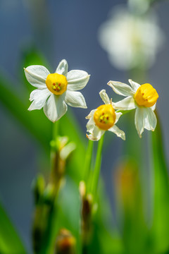 水仙花