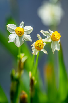 水仙花