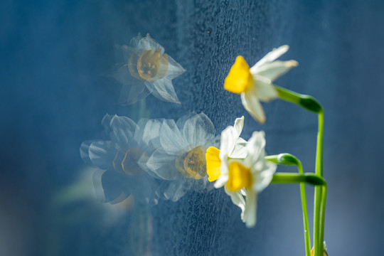 水仙花