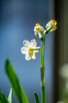水仙花