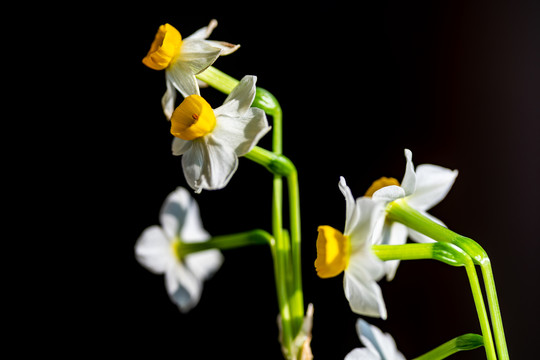 水仙花