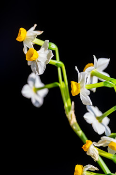 水仙花