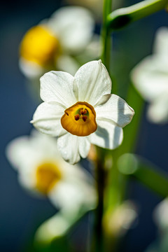 水仙花