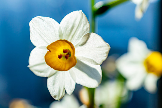 水仙花
