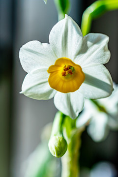 水仙花