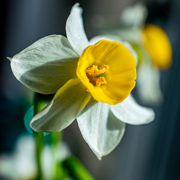 水仙花