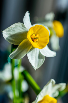 水仙花