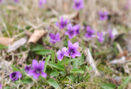 中药紫花地丁