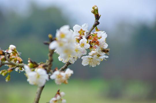 樱桃花