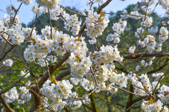 樱桃花